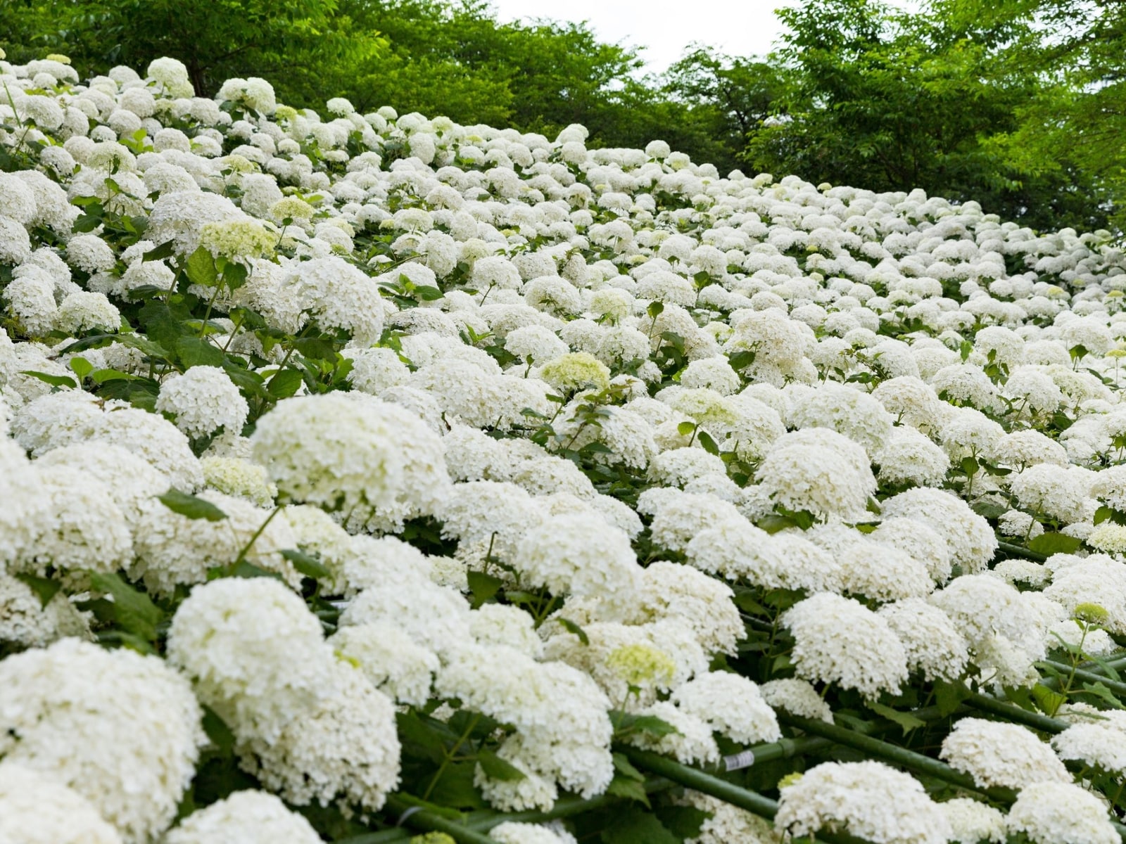 埼玉県で行ってみたい&好きな「あじさいの名所」ランキング