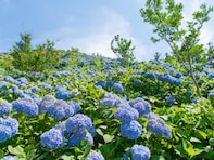 群馬県で人気の「あじさいの名所」ランキング！ 2位「下仁田あじさい園」を僅差で抑えた1位は？