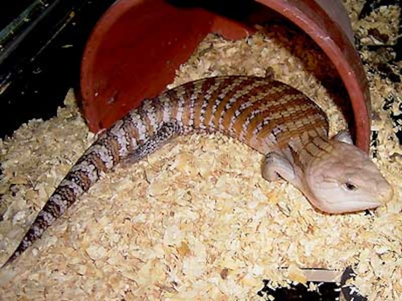 キタアオジタトカゲ！爬虫類・トカゲの基本的な知識と飼育方法