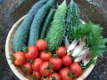 一緒に植えてはいけない野菜・植えるといい野菜…輪作・寄せ植えとは