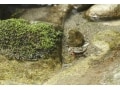 イモリとヤモリの違いとは？両生類と爬虫類の見分け方